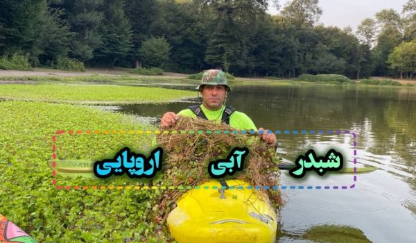 شبدر آبی اروپایی تهدید جدی تالاب ها