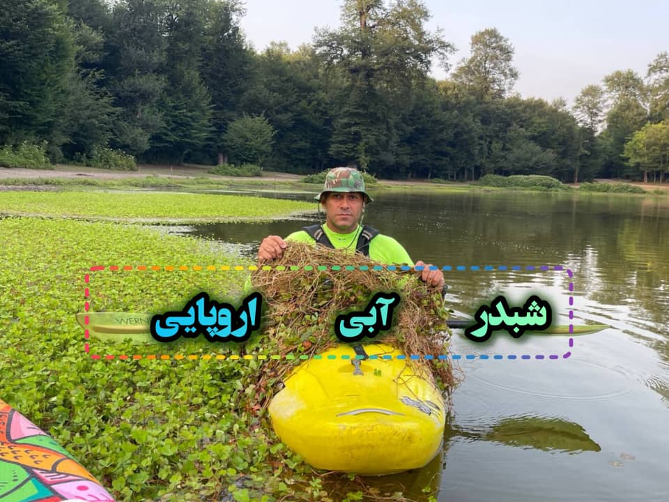 شبدر آبی اروپایی تهدید جدی تالاب ها